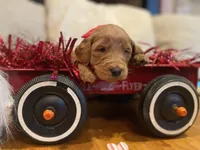 Blackie, a female Goldendoodle for sale in Cullen, VA – Photo 7 of 10