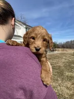 Blackie, a female Goldendoodle for sale in Cullen, VA – Photo 4 of 10