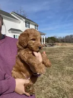 Blackie, a female Goldendoodle for sale in Cullen, VA – Photo 2 of 10