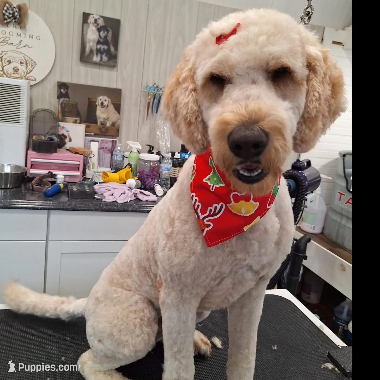 Red, a female Goldendoodle for sale in Cullen, VA – Photo 10 of 10