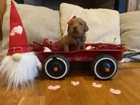 Red, a female Goldendoodle for sale in Cullen, VA – Photo 6 of 10