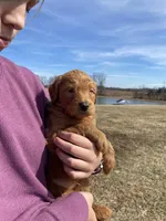 Red, a female Goldendoodle for sale in Cullen, VA – Photo 2 of 10
