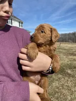 Red, a female Goldendoodle for sale in Cullen, VA – Photo 3 of 10