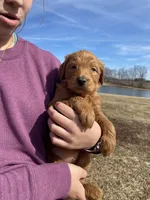 Red, a female Goldendoodle for sale in Cullen, VA – Photo 1 of 10