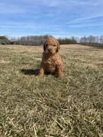 Purple, a female Goldendoodle for sale in Cullen, VA – Photo 5 of 10