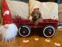 Purple, a female Goldendoodle for sale in Cullen, VA – Photo 4 of 10