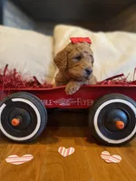 Purple, a female Goldendoodle for sale in Cullen, VA – Photo 2 of 10