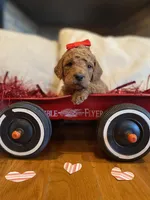 Purple, a female Goldendoodle for sale in Cullen, VA – Photo 1 of 10