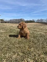 Purple, a female Goldendoodle for sale in Cullen, VA – Photo 6 of 10