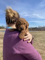 Purple, a female Goldendoodle for sale in Cullen, VA – Photo 3 of 10