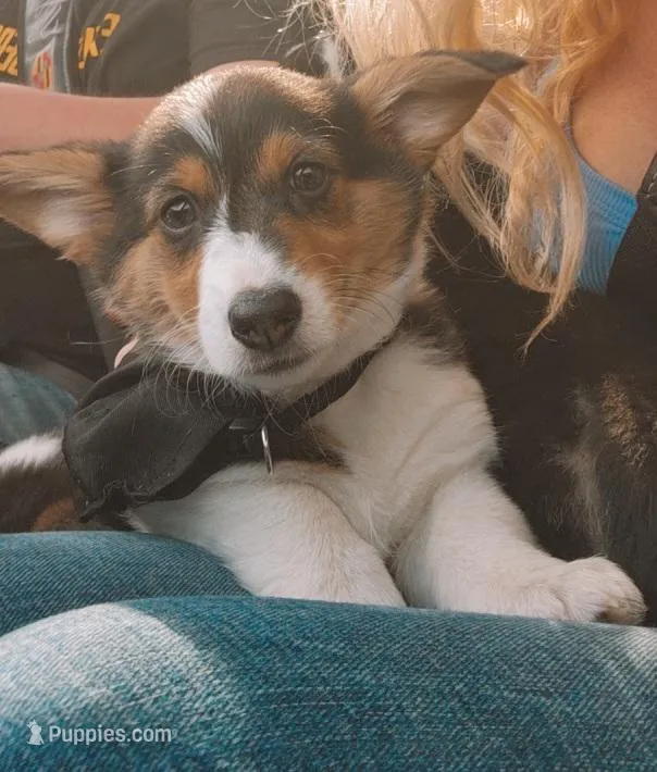 Peppa – Pembroke Welsh Corgi puppy for sale in Halifax, PA