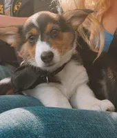 Peppa, a female Pembroke Welsh Corgi for sale in Halifax, PA – Photo 1 of 4