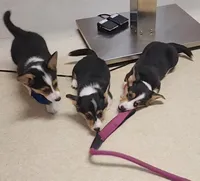 Peppa, a female Pembroke Welsh Corgi for sale in Halifax, PA – Photo 3 of 4