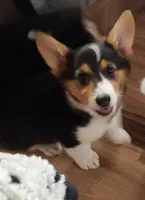 Peppa, a female Pembroke Welsh Corgi for sale in Halifax, PA – Photo 2 of 5