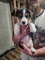 Salt, a female Pembroke Welsh Corgi for sale in Halifax, PA – Photo 1 of 3