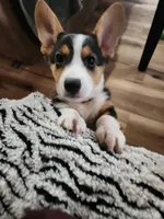 Salt, a female Pembroke Welsh Corgi for sale in Halifax, PA – Photo 1 of 5