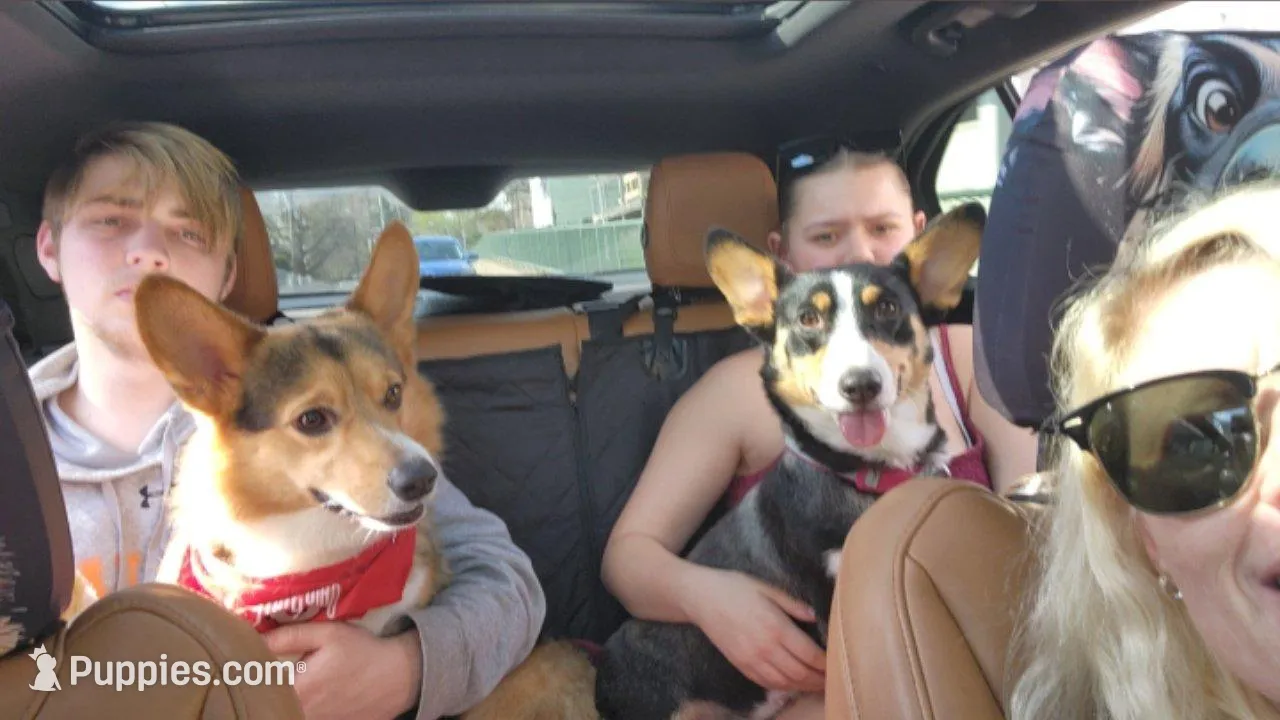 Salt, a female Pembroke Welsh Corgi for sale in Halifax, PA – Photo 2 of 3