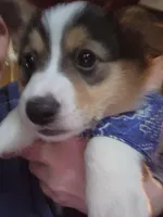 Schmidty , a male Pembroke Welsh Corgi for sale in Halifax, PA – Photo 2 of 4