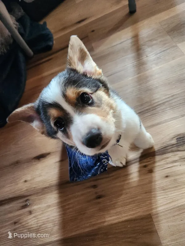 Schmidty  – Pembroke Welsh Corgi puppy for sale in Halifax, PA