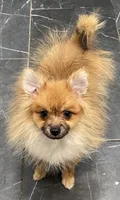Micro Lucky, a male Pomeranian for sale in Avon Park, FL – 2 of 6