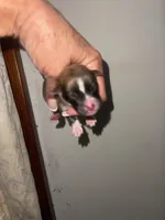 STAR, a male Pomeranian for sale in Avon Park, FL – Photo 2 of 7