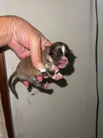 STAR, a male Pomeranian for sale in Avon Park, FL – Photo 3 of 7