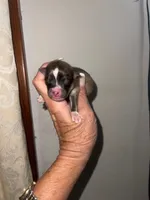 STAR, a male Pomeranian for sale in Avon Park, FL – Photo 5 of 7