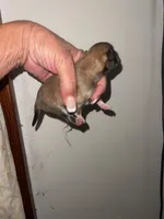 STAR, a male Pomeranian for sale in Avon Park, FL – Photo 6 of 7