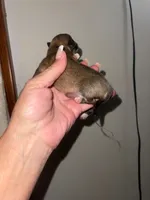 STAR, a male Pomeranian for sale in Avon Park, FL – Photo 7 of 7