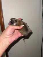 STAR, a male Pomeranian for sale in Avon Park, FL – Photo 4 of 7