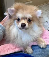 Poppy * CKC, a female Pomeranian for sale in Avon Park, FL – Photo 5 of 9