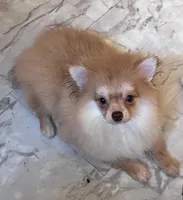 Poppy * CKC, a female Pomeranian for sale in Avon Park, FL – Photo 7 of 9