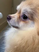 Poppy * CKC, a female Pomeranian for sale in Avon Park, FL – Photo 2 of 9