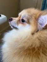 Poppy * CKC, a female Pomeranian for sale in Avon Park, FL – Photo 9 of 9