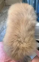 Poppy * CKC, a female Pomeranian for sale in Avon Park, FL – Photo 8 of 9