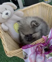 Sting, a male Pomeranian for sale in Avon Park, FL – 3 of 8