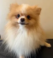 Biscuit  *  AKC * FUTURE STUD, a male Pomeranian for sale in Avon Park, FL – Photo 7 of 10