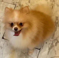 Biscuit  *  AKC * FUTURE STUD, a male Pomeranian for sale in Avon Park, FL – Photo 6 of 10