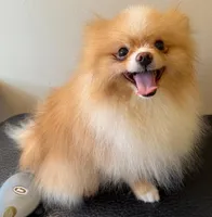 Biscuit  *  AKC * FUTURE STUD, a male Pomeranian for sale in Avon Park, FL – Photo 3 of 10