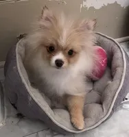 Biscuit  *  AKC * FUTURE STUD, a male Pomeranian for sale in Avon Park, FL – Photo 9 of 10