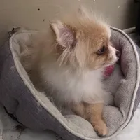 Biscuit  *  AKC * FUTURE STUD, a male Pomeranian for sale in Avon Park, FL – Photo 10 of 10