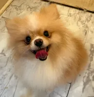 Biscuit  *  AKC * FUTURE STUD, a male Pomeranian for sale in Avon Park, FL – Photo 1 of 10