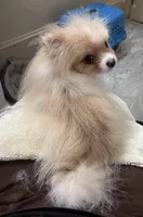 Biscuit  *  AKC * FUTURE STUD, a male Pomeranian for sale in Avon Park, FL – Photo 8 of 10