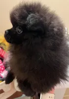 *** ZELDA ***, a female Pomeranian for sale in Avon Park, FL – Photo 4 of 6