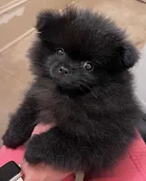 *** ZELDA ***, a female Pomeranian for sale in Avon Park, FL – Photo 3 of 6