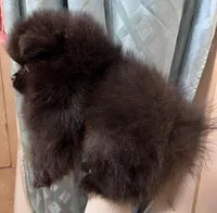 *** ZELDA ***, a female Pomeranian for sale in Avon Park, FL – Photo 2 of 6