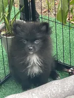 Raven, a female Pomeranian for sale in Avon Park, FL – 1 of 4