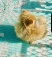 Yin, a male Pomeranian for sale in Avon Park, FL – Photo 5 of 7