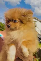 Yin, a male Pomeranian for sale in Avon Park, FL – Photo 4 of 7