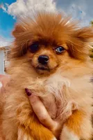 Yin, a male Pomeranian for sale in Avon Park, FL – Photo 1 of 7